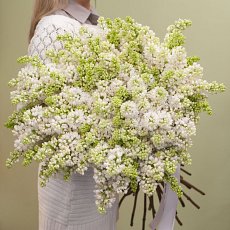 Заказать Букет "Белая сирень" с доставкой в Charlotte.ru Букет "Белая сирень"